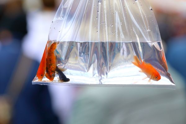 金魚すくいのコツ「子どもでもマスターできる方法」CHANTO WEB