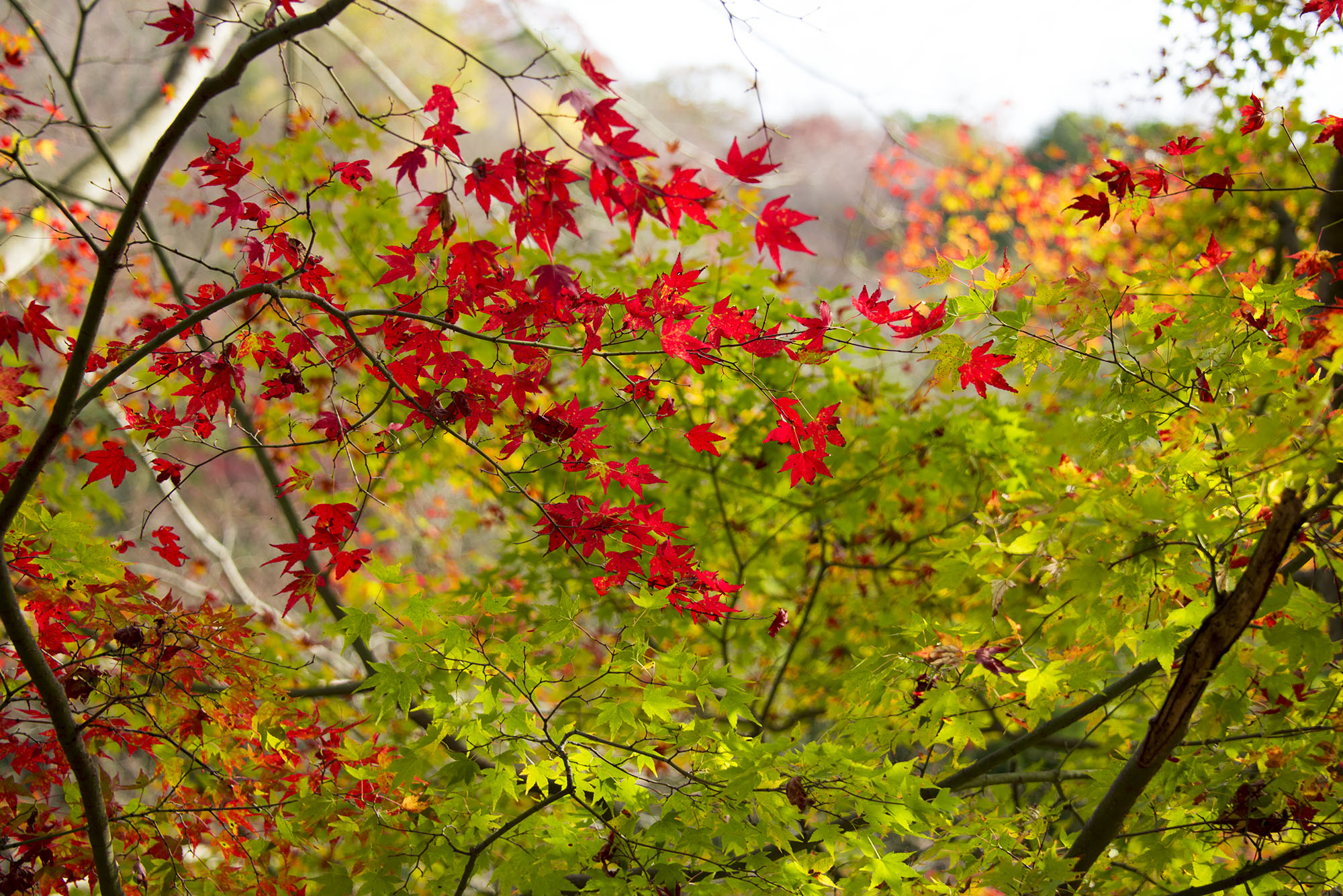 秋の行事といえば？ 9〜11月のイベント 催事など15選をご紹介！ 2025年最新版キッズイベントニュース子供向けイベント企画、キッズワークショップ運営株式会社ピコトン