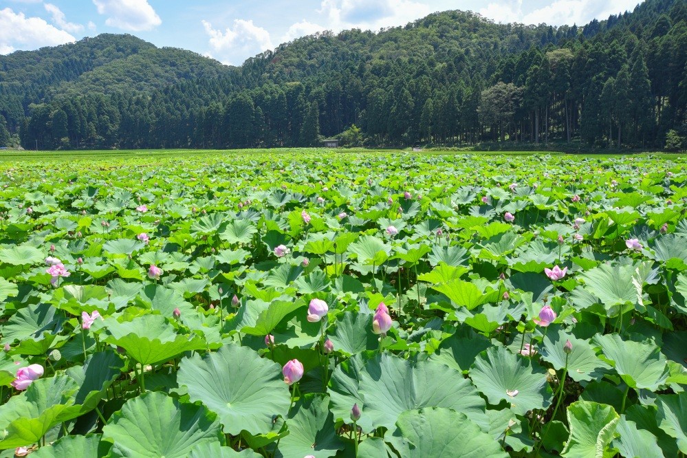花はす公園スポット南越前町観光情報サイト