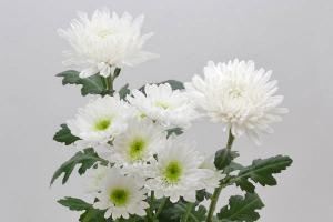 秋が旬！縁起のいい菊の花を飾って部屋を華やかにハルメク暮らしとお金