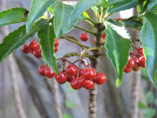 センリョウJAおおいた