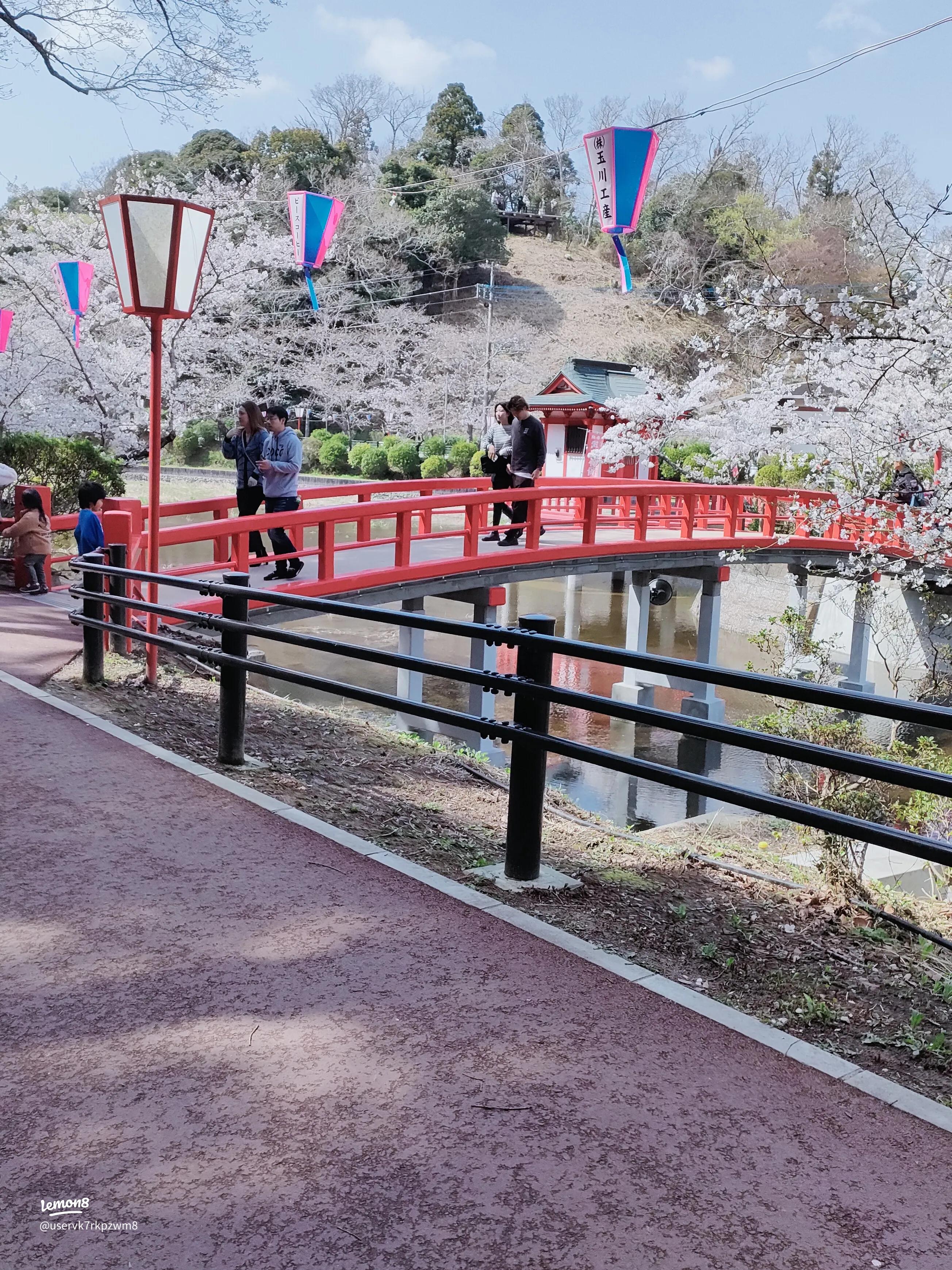 茂原公園の桜 屋台TikTok
