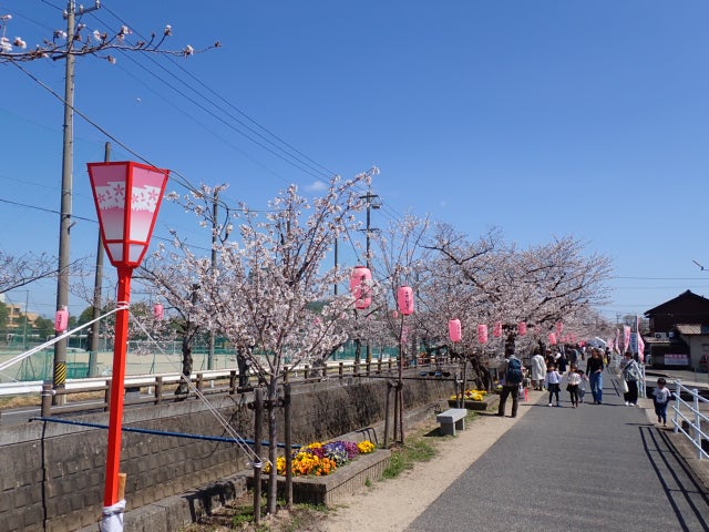 桜祭り 愛知県 屋台五条川TikTok