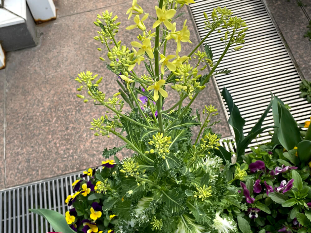 お正月の生け花 葉牡丹と千両 ホームページ制作 京都 ファンフェアファンファーレ