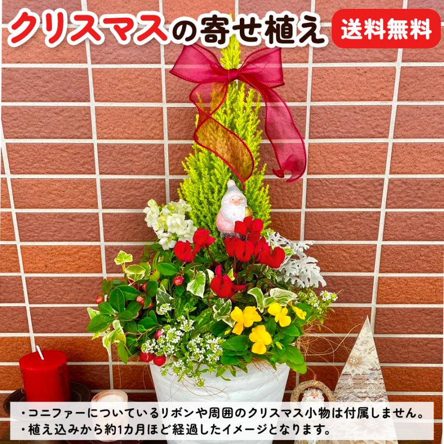 クリスマス 寄せ植えのインテリア実例RoomClip ルームクリップ