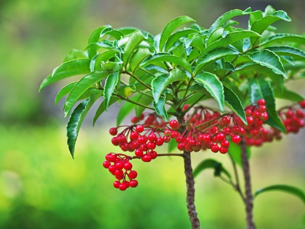 お正月に飾りたい縁起のいい赤い実11種！正月の花LOVEGREEN ラブグリーン
