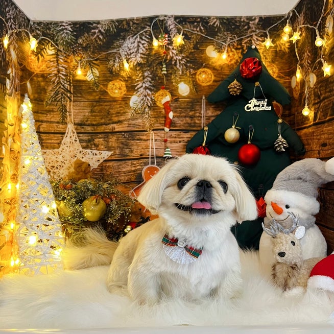 西日本 ペットとセルフフォトスタジオ まとめ！👆保存したら後から見返せます クリスマスやお正月、そして大切な記念日に、ペットとプライベート空間で 自由に素敵な写真が撮れる📸 東日本のセルフフォトスタジオ✨ ～今日の表紙🐶～ ビションフリーゼの”ハニ”ちゃん