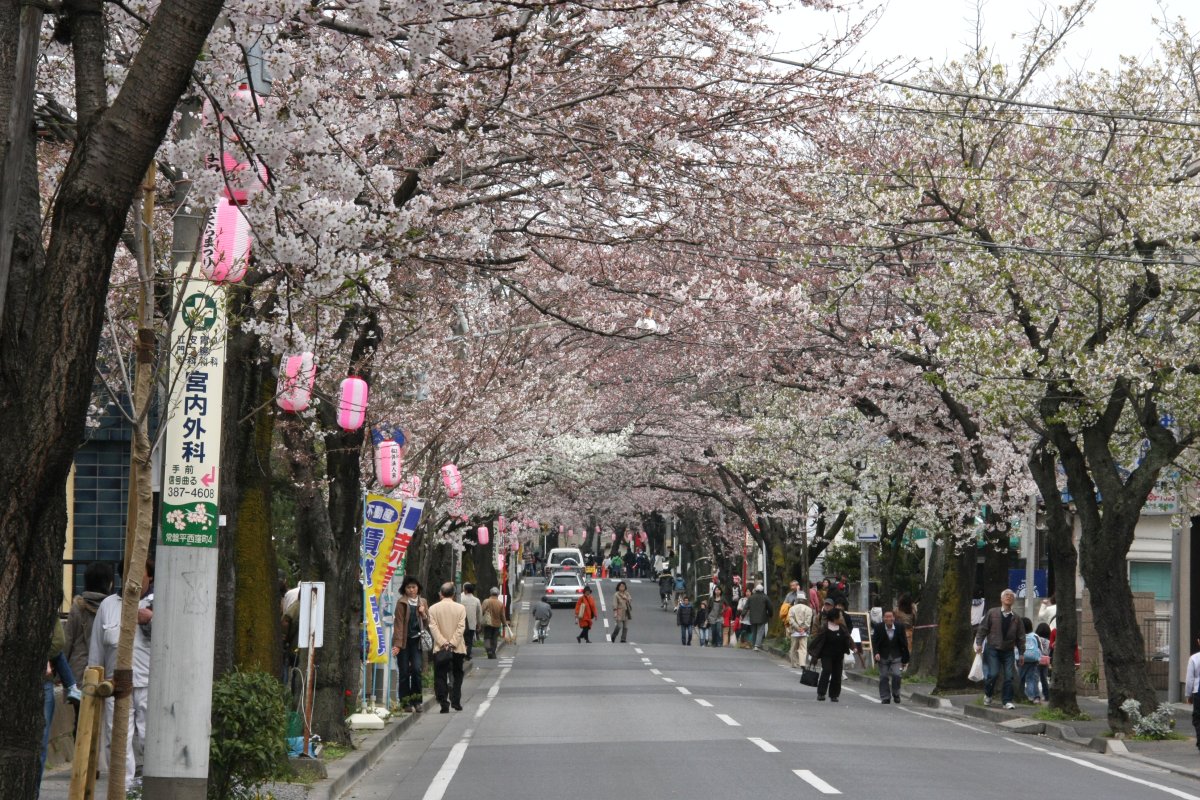 常盤平さくら通り の周辺スポット・アクセス・口コミ - Prism Japan