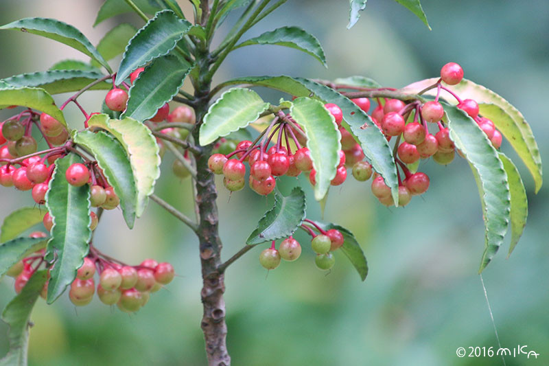 南天とは何か？ 縁起がいい理由・歴史・効能・正月飾りでの使い方まで解説和樂web 美の国ニッポンをもっと知る