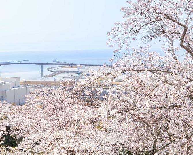 砧公園の花見・桜情報 2025 ウェザーニュース