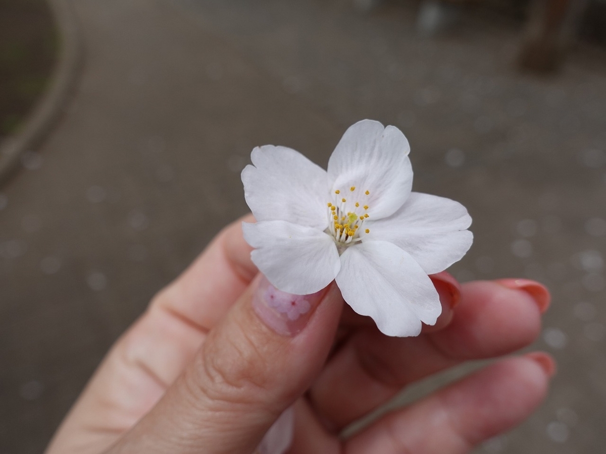 砧公園 東京・用賀 のお花見情報2024開花予想や近くの飲食店情報も - OZmall