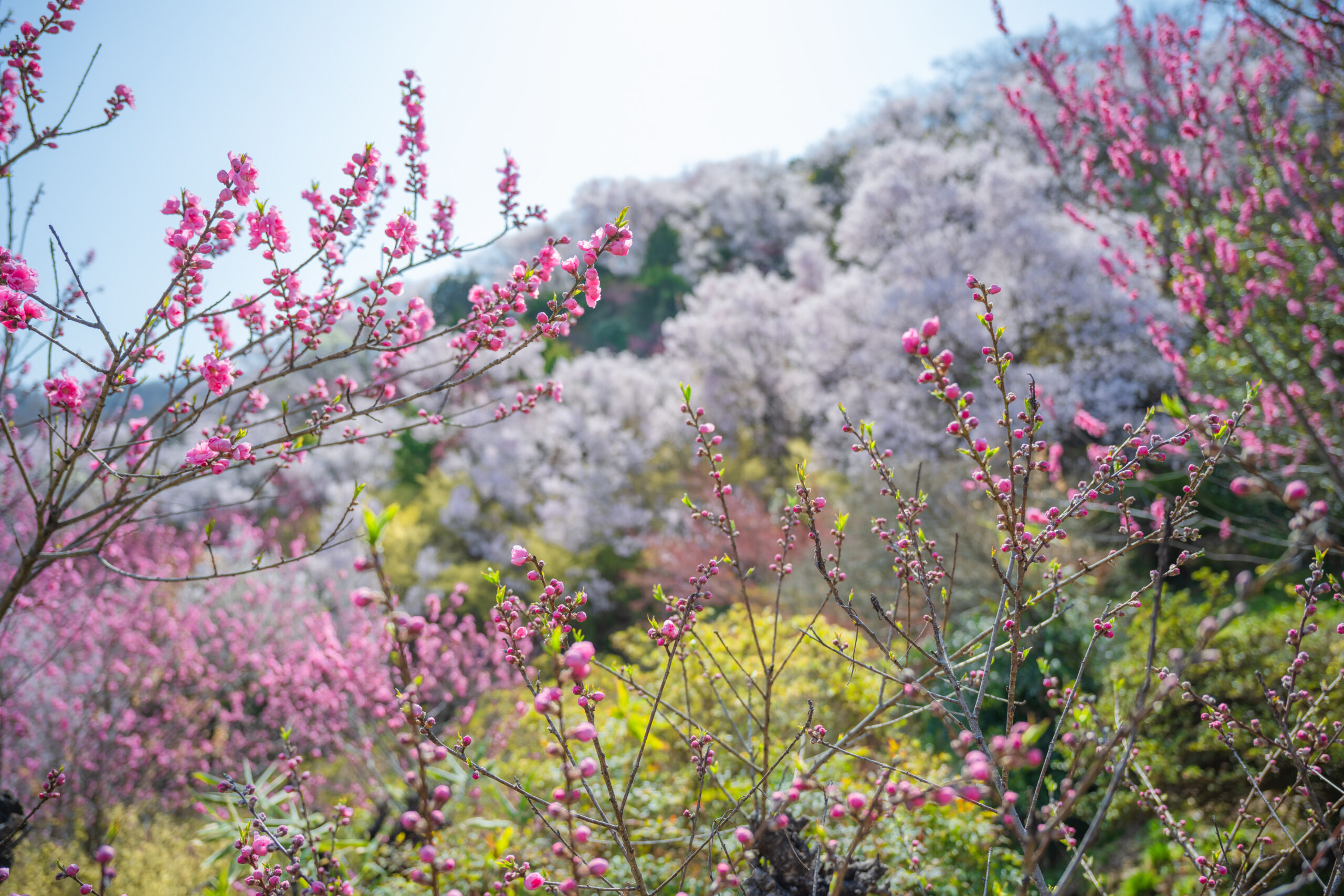 「ことしの花見はお早めに 」名古屋のサクラ“最速”で開花 名古屋城や鶴舞公園の開花状況は