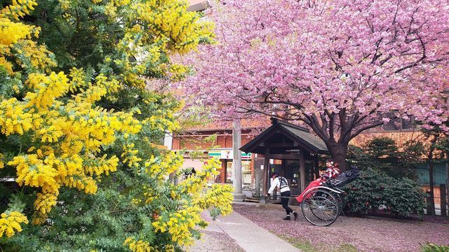 2024年2月28日 蔵前神社 ミモザ開花状況！ - 満喫！わたしの自分時間