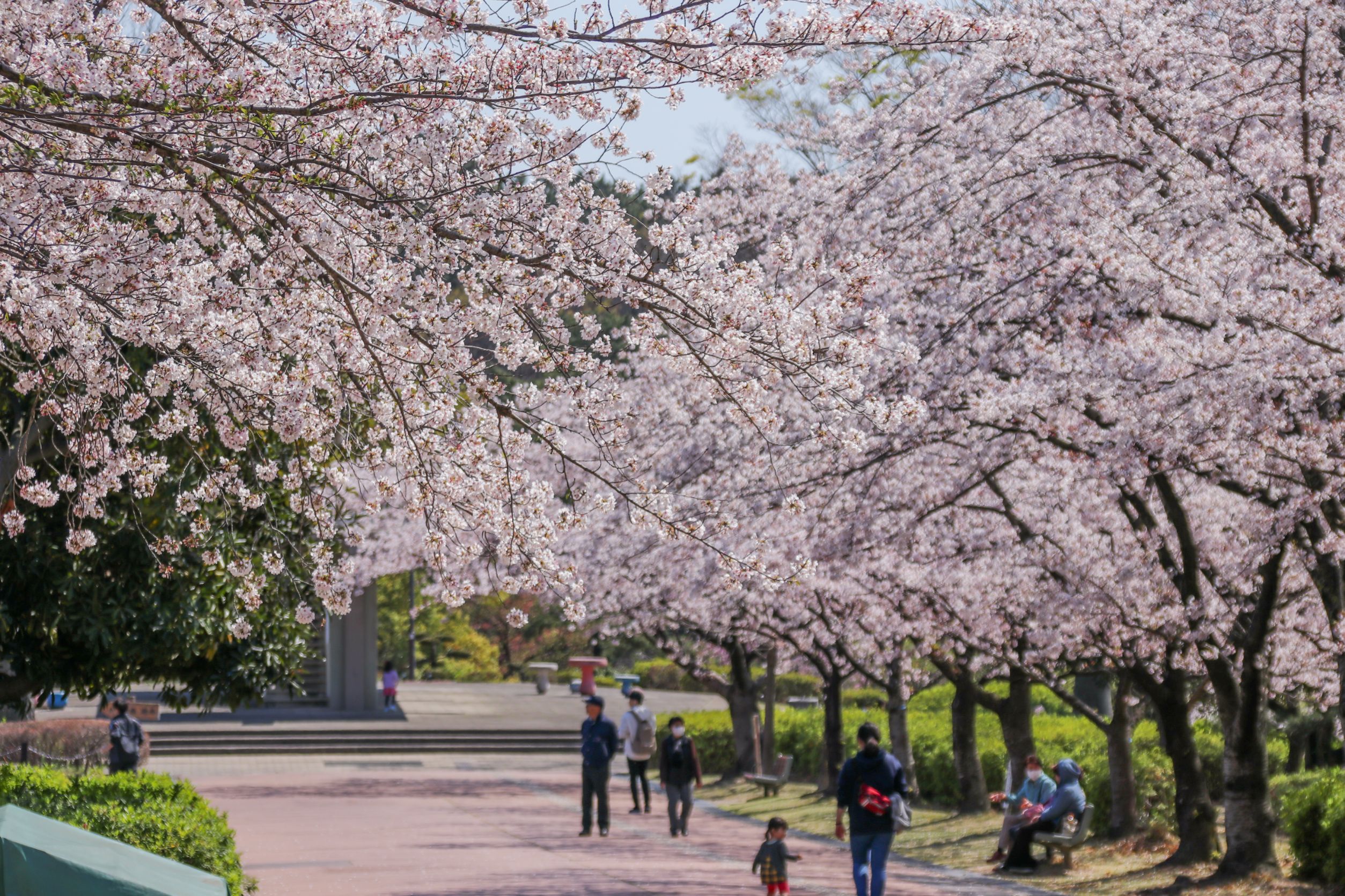 東海市大池公園桜まつりとうかいグルメフェス夜桜のライトアップ屋台お花見