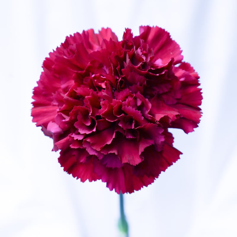 カーネーション マルテ Marte輸入切花専門 THE TREAT FLOWERS - ザ トリート フラワーズ -カーネーション マルテコロンビア
