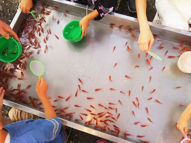 お祭りの金魚を長生きさせるコツ！育て始めて3年の私が上手な飼い方を紹介LIFE LIST - 好きな街・住みたい街・私の街