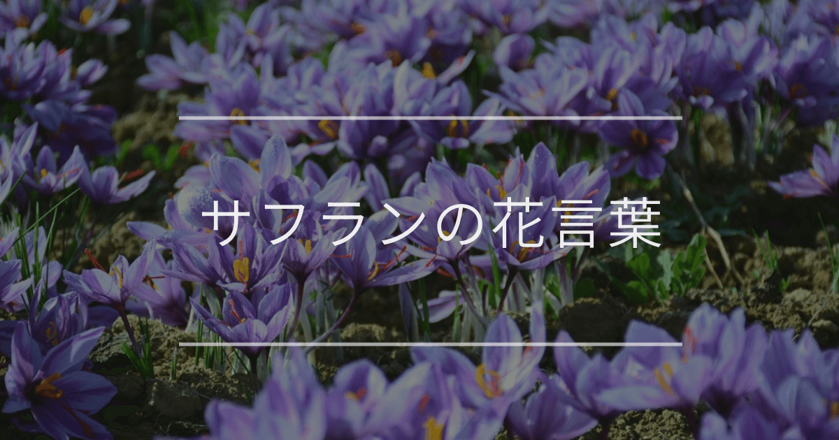 黄花がよく目立つキバナサフランモドキ小笠原マルベリ