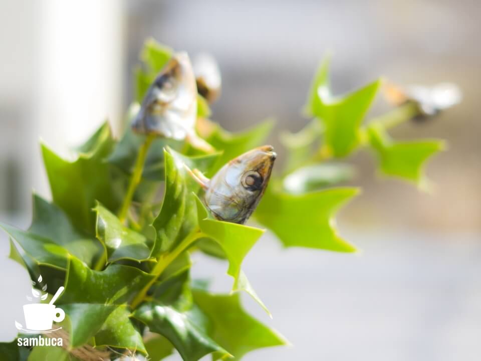 節分いわしの写真素材写真素材なら「写真AC」無料 フリー ダウンロードOK