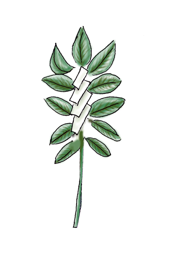 玉串を用いた拝礼の作法 動画編 – 言の葉日記