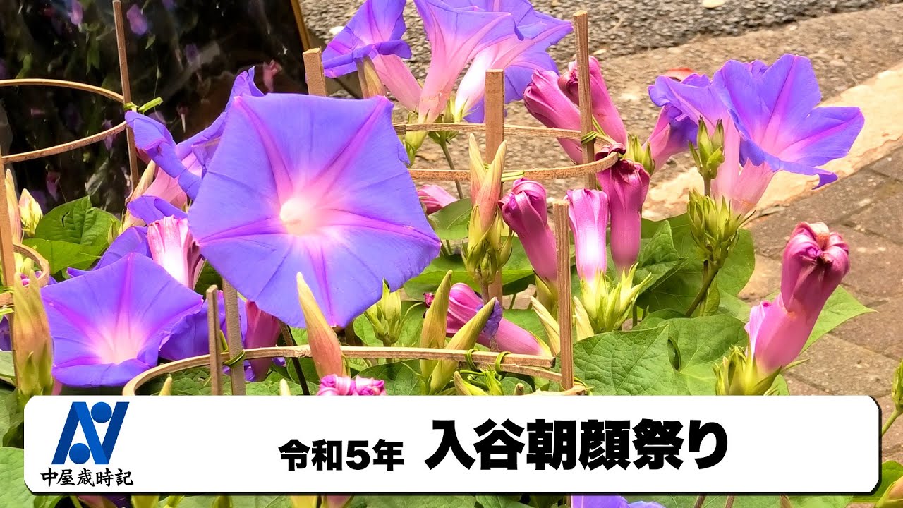 あさがお市 朝顔祭り を見物するこどものイラスト カラー子供と動物のイラスト屋さん わたなべふみ