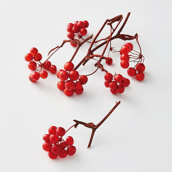 クリスマスやお正月に、オススメの赤い実。その名は 岩田紫苑 ライター&広報