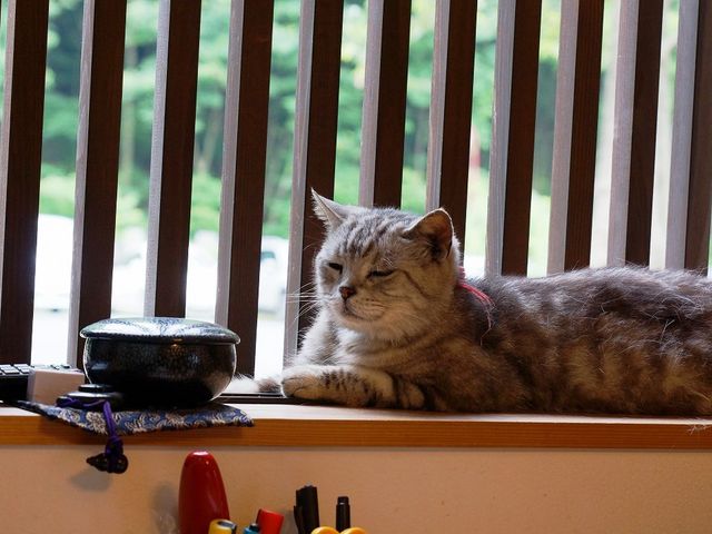 猫寺として有名な福井県の御誕生寺で、たくさんのネコに会ってきたよ - Take me to the