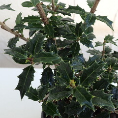 2025年は２月２日！「節分」のひいらぎいわし 柊鰯 とは？ 「節分」にまつわる生きもの豆知識をご紹介！ - 講談社の動く図鑑MOVE講談社