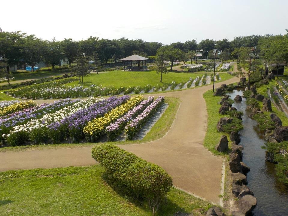 浅舞公園「あやめまつり」を初見物！旅とメシと鉄道と酒と温泉と あと何だ？？ - 楽天ブログ