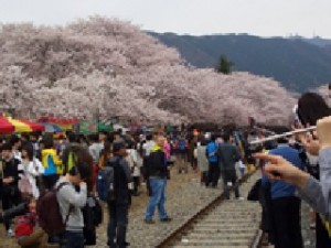2024年 韓国の桜の開花予想：ソウル・釜山・済州などの名所紹介Klookブログ