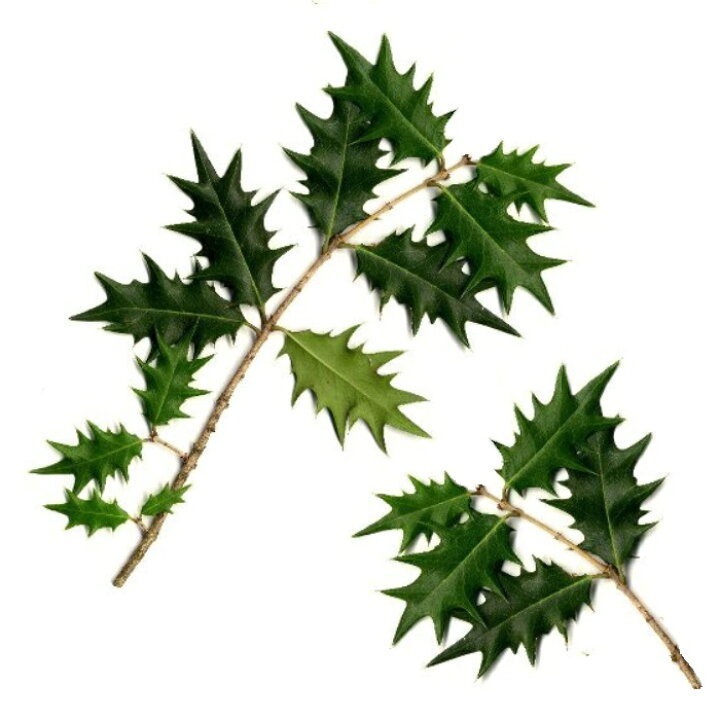 節分飾りの葉っぱ「柊鰯 ひいらぎいわし 」とは？飾り方や鬼が嫌う理由もHANKYU FOODおいしい読み物フード 食品・スイーツ 阪急百貨店公式通販 HANKYU FOOD