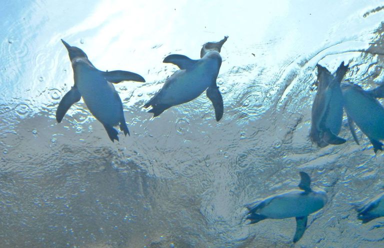 マリンワールド海の中道水族館 - 結婚が決まったらピュアナビ PURE-NAVI