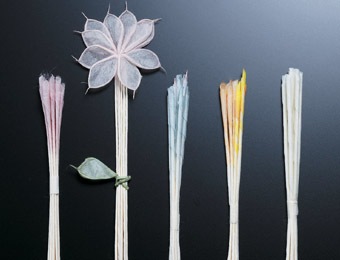 深堀りアンケート 線香花火は東西で2種類あり！薄れゆくエリア性 東西の文化の違いは現代に残っているのか!? 画像7 7- 花火大会2025 -ウォーカープラス