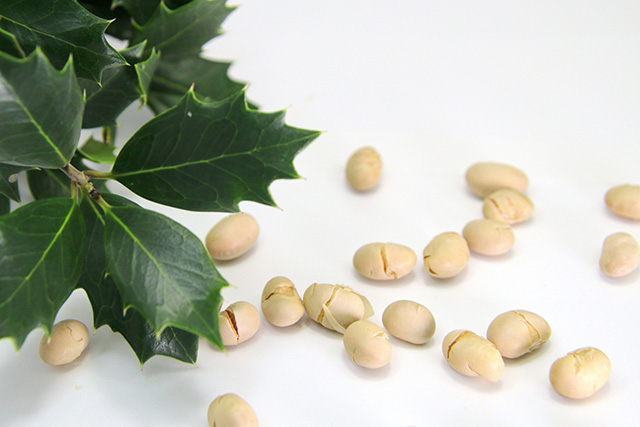 身近な素材を使った「ひいらぎいわし飾り」の作り方 工作 明日の介護をもっと楽しく 介護のみらいラボ 公式