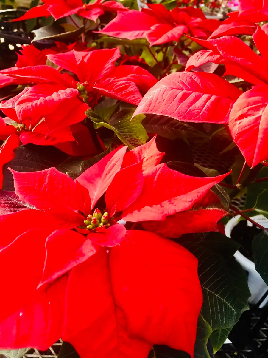 クリスマスを彩るポインセチア 冬の管理の仕方 - 空と花の色