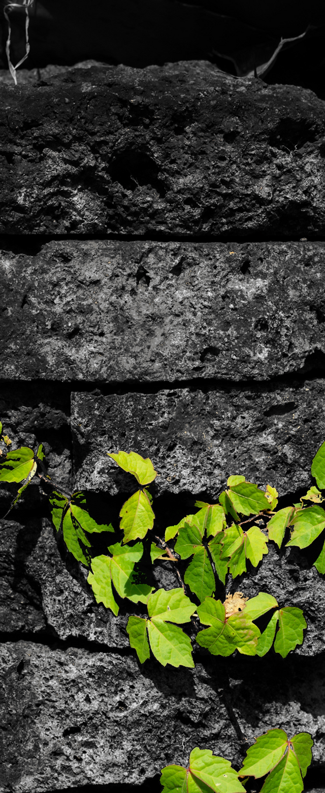 フラワーガーデン泉- 多肉植物専門店ビスタ公式ブログ 埼玉県深谷市発