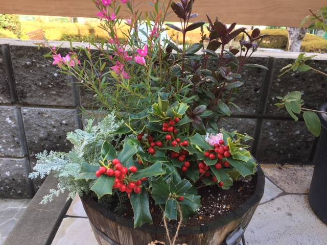 ガーデンシクラメン クリスマス寄せ植えのインテリア実例RoomClip ルームクリップ