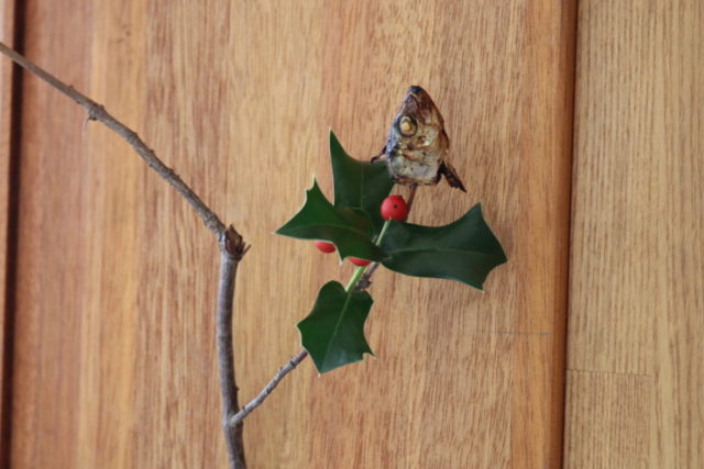 やいかがし 節分 イワシの頭 ひいらぎのイラスト素材36348616- PIXTA