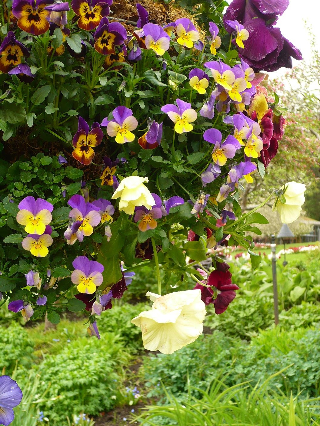 そうだ、ビクトリアに行こう！〜ブッチャートガーデンでアフタヌーンティー〜人生、山あり谷あり湖あり！！英語が出来なくても何とかなる！？ inCanada