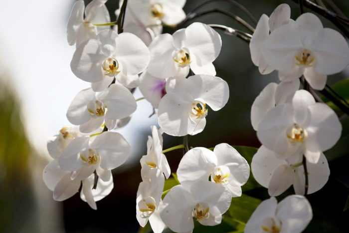 10月4日の誕生花一覧花言葉・誕生花HanaPrime ハナプライム