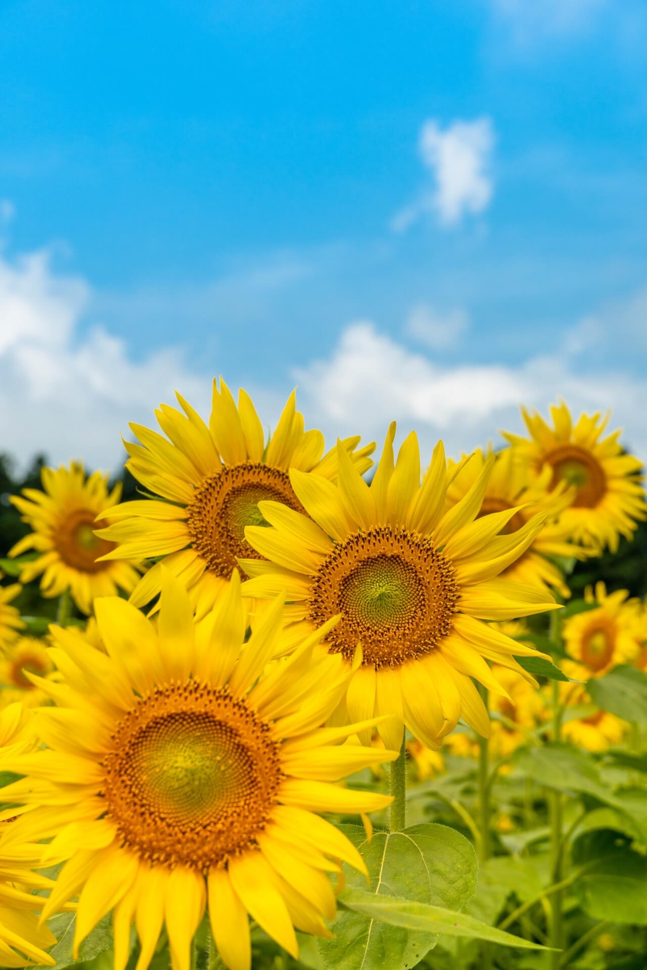 厄除け・魔除けに本当に効果のある強力な携帯待ち受け10選！ 2024最強版・口コミ