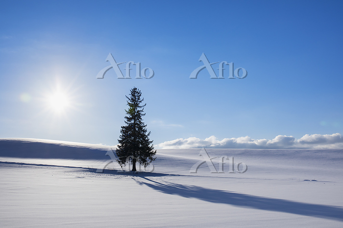 北海道美瑛クリスマスツリーの木の冬景色 2024年12月22日