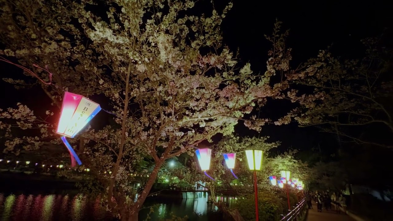 茂原桜まつり 茂原公園イベント千葉県公式観光サイト ちば観光ナビ