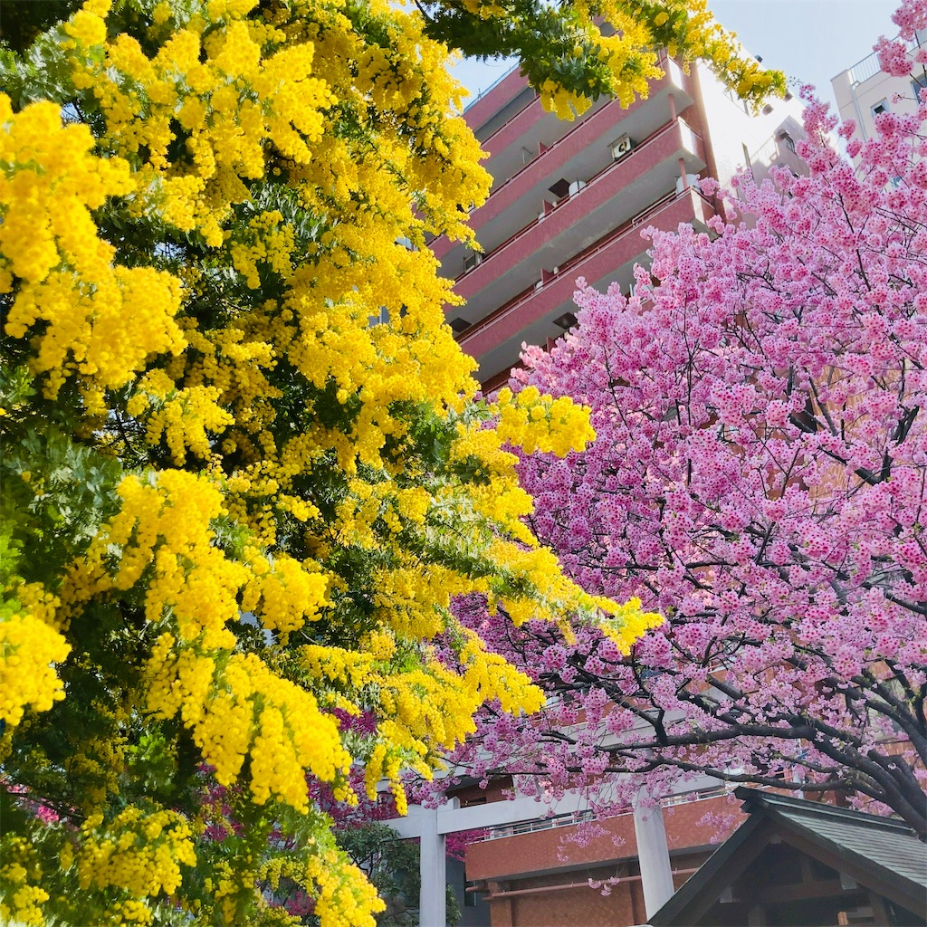 蔵前神社のミモザと河津桜』東京の旅行記・ブログ by サラさん フォートラベル