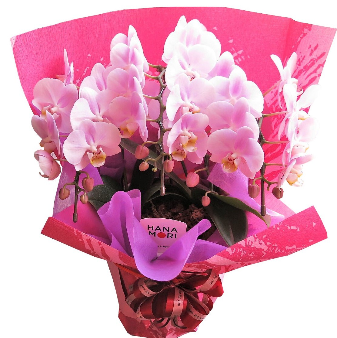 胡蝶蘭 2本立ち ミディ 18輪以上 白 母の日 ギフト プレゼント 蘭 花 送料無料 父の日 開店 開店祝い 開店御祝 出店 新店 就任 祝いお祝い 御祝 祝 周年 移転祝い 開業祝い 開院祝い 新築祝い 昇進 退職 誕生日 フラワー 贈り物 飲食店 新盆 初盆 お盆 御霊前 御仏前 御供