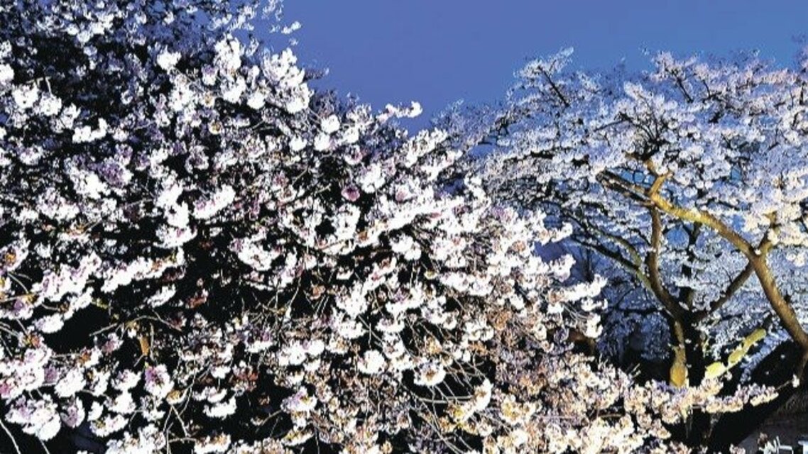 第33回しぶやさくらまつり」開催🌸 今年も美しい桜が渋谷を彩る季節がやってきました😊 渋谷駅前である桜丘エリアでは、桜 が見頃の3月下旬から4月上旬にかけて「第33回しぶやさくらまつり」が開催されます。 渋谷の街を散策しながら、是非お祭りと桜をお楽しみください