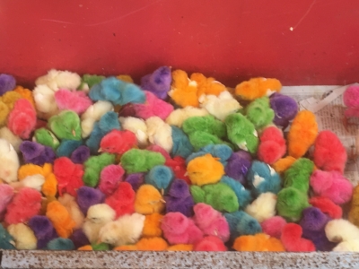 カラーポリ袋 ひよこTikTok