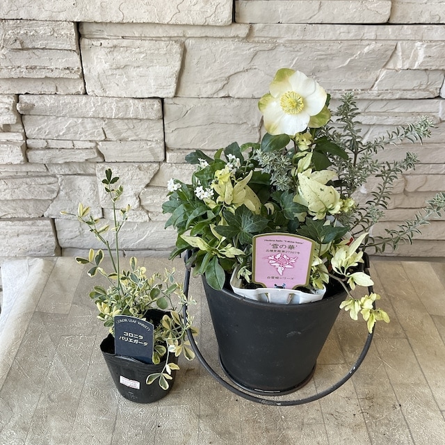 クリスマスの寄せ植え作り・Alex's Garden Lesson １２ : Alex's Garden Party♪