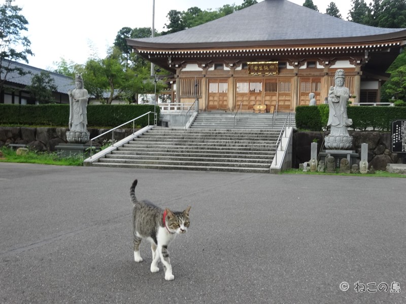 福井県越前市の御誕生寺：猫と人のご縁をつなぐ癒しのスポット2025 年のリアルなLemon8ユーザー体験