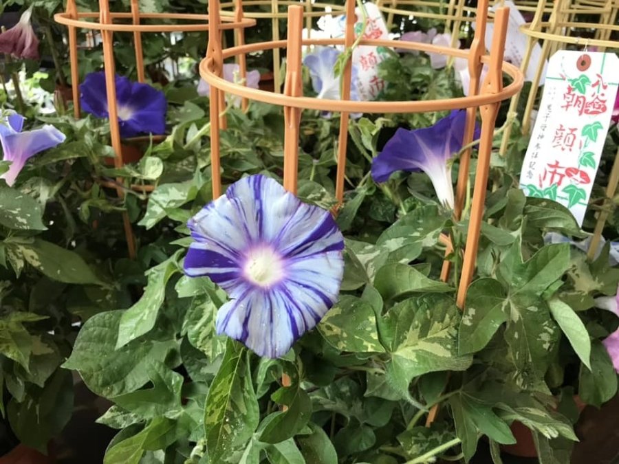 東京都台東区入谷朝顔まつり - ボタジャニ