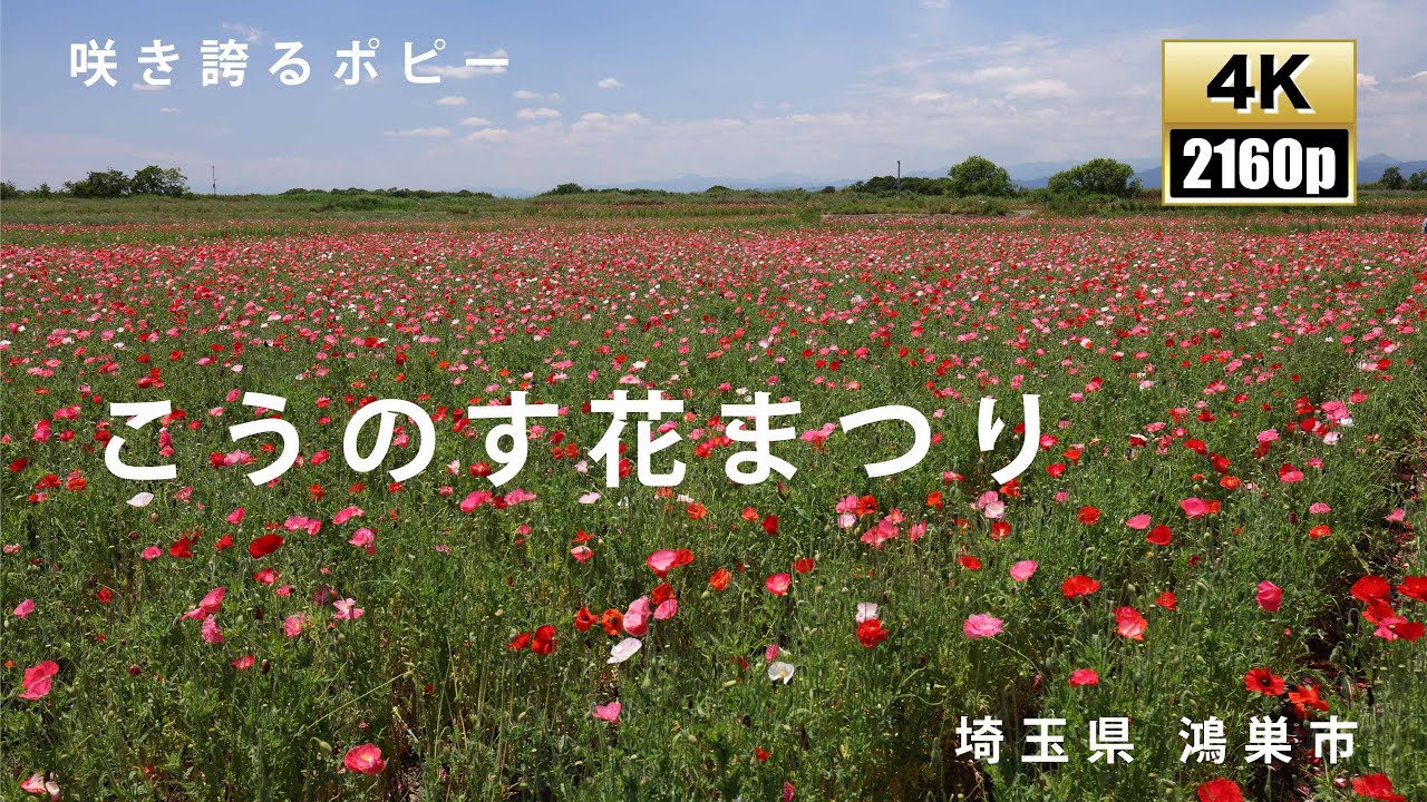 第12回こうのす花まつりイベント一覧公式 埼玉観光情報 - ちょこたび埼玉